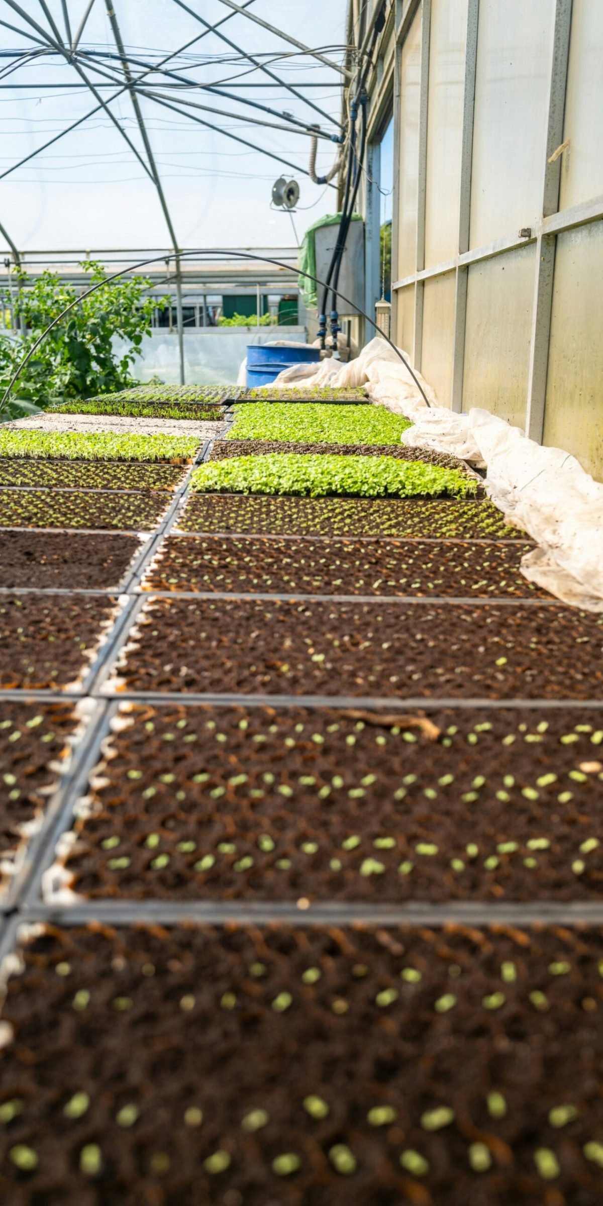 being-organic-in-eu-lbIBAmKByJg-unsplash